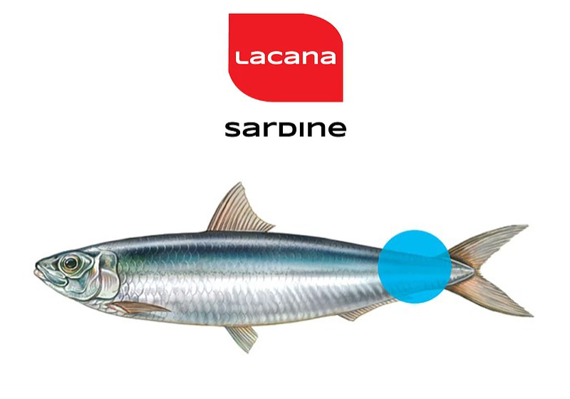 sardineinfo